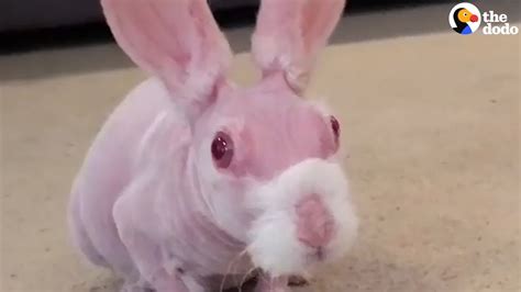 naked bunny